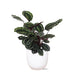 Calathea-Medaljon Og Dens Potte
