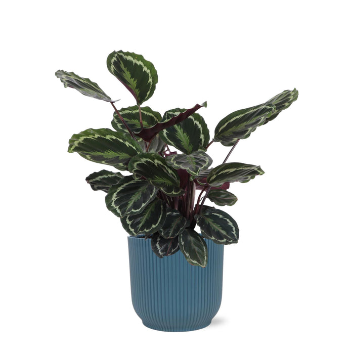 Calathea-Medaljon Og Dens Potte