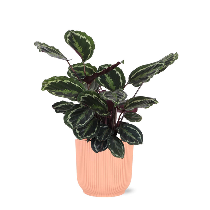 Calathea-Medaljon Og Dens Potte