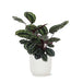 Calathea-Medaljon Og Dens Potte