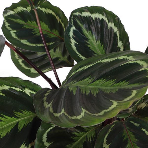Calathea-Medaljon Og Dens Potte