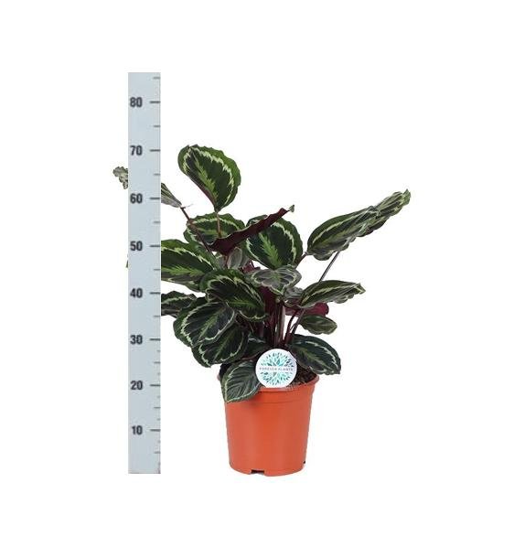 Calathea-Medaljon Og Dens Potte
