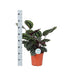 Calathea-Medaljon Og Dens Potte