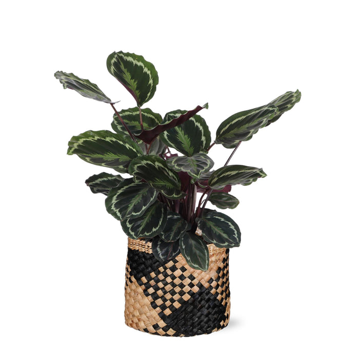 Calathea-Medaljon Og Dens Potte