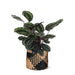 Calathea-Medaljon Og Dens Potte