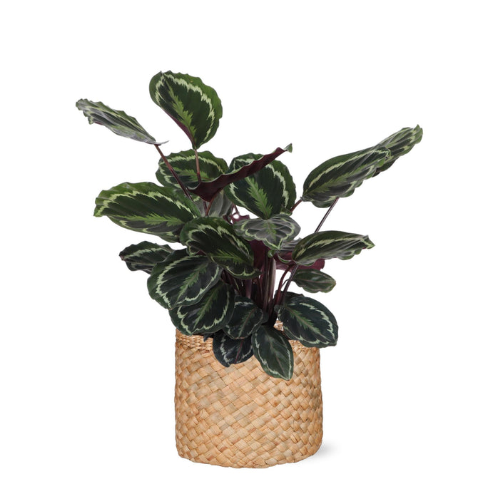 Calathea-Medaljon Og Dens Potte