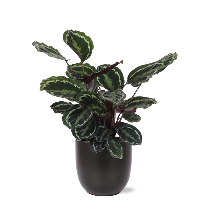 Calathea-Medaljon Og Dens Potte