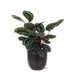 Calathea-Medaljon Og Dens Potte
