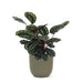 Calathea-Medaljon Og Dens Potte
