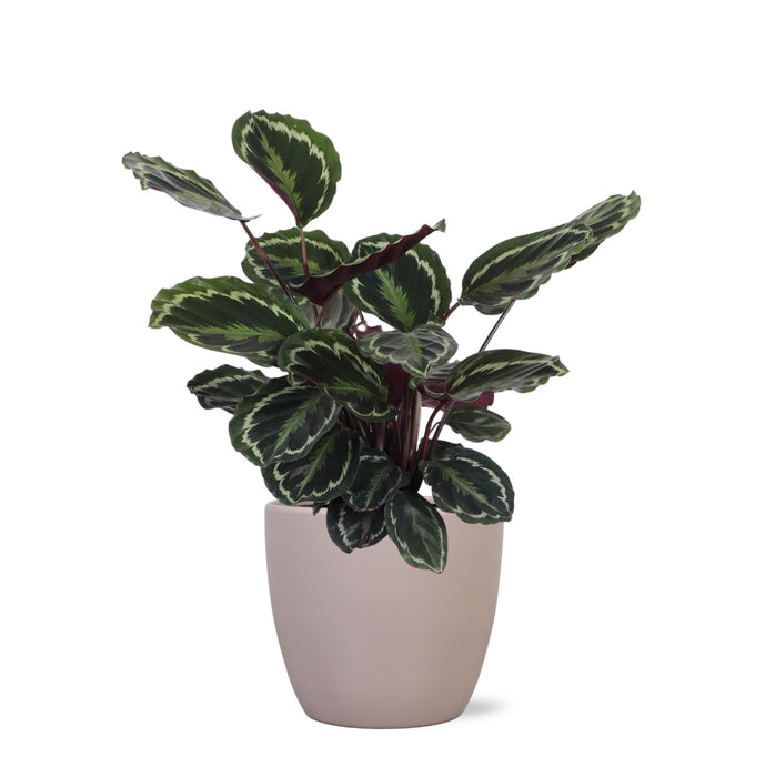Calathea-Medaljon Og Dens Potte