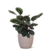 Calathea-Medaljon Og Dens Potte