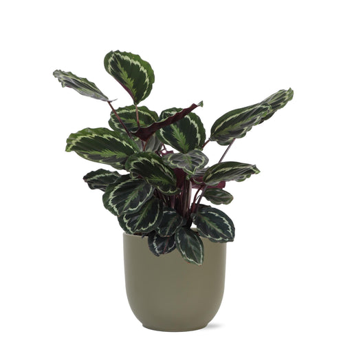 Calathea-Medaljon Og Dens Potte