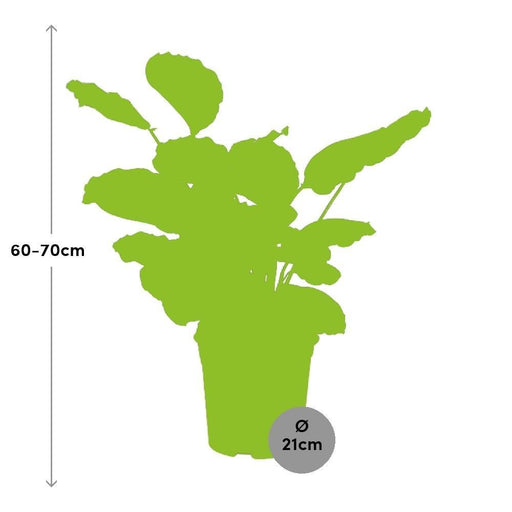 Calathea Medaljon