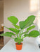 Calathea Orbifolia - Kunstig Grøn Plante