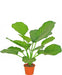 Calathea Orbifolia - Kunstig Grøn Plante