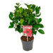 Camellia Japonica Sort Blonde