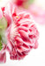 Camellia Japanica. 'Volunteer'® - ↨20Cm - Ø13Cm - Blomstrende Udendørs Plante