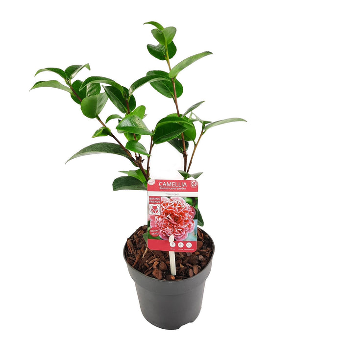 Camellia Japanica. 'Volunteer'® - ↨20Cm - Ø13Cm - Blomstrende Udendørs Plante