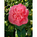 Camellia 'Mary Williams' - ↨70Cm - Ø24Cm - Blomstrende Udendørs Plante