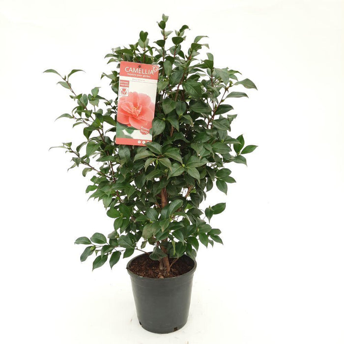 Camellia 'Mary Williams' - ↨70Cm - Ø24Cm - Blomstrende Udendørs Plante