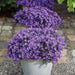 Campanula Addenda - 12 Vinterviolet Haveplanter