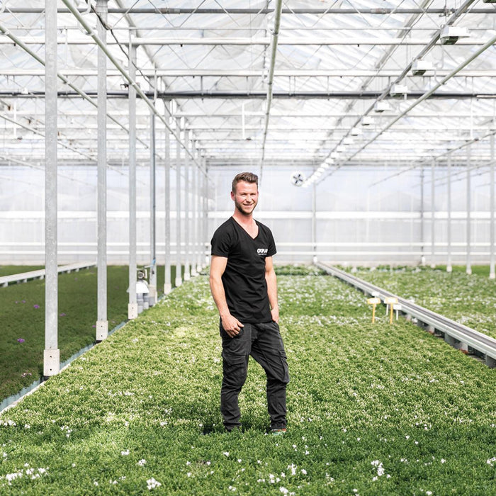 Campanula Addenda - 12 Vinterviolet Haveplanter