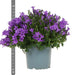 Campanula Addenda - 12 Vinterviolet Haveplanter