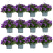 Campanula Addenda - 12 Vinterviolet Haveplanter
