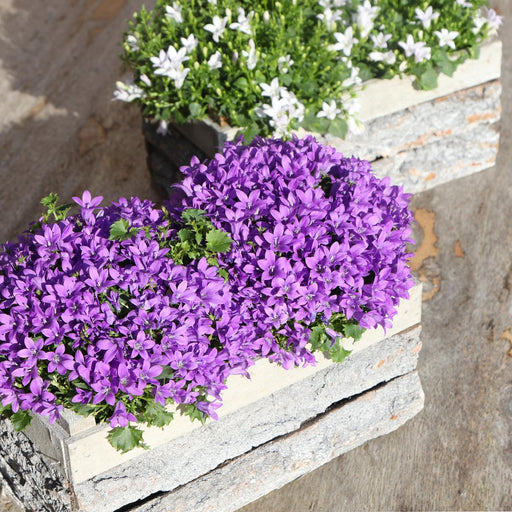 Campanula Addenda Ambella Intense Purple I Trækasse