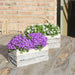 Campanula Addenda Ambella Intense Purple I Trækasse