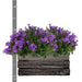 Campanula Addenda Ambella Intense Purple I Trækasse