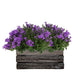 Campanula Addenda Ambella Intense Purple I Trækasse