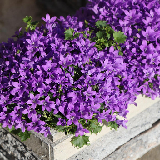 Campanula Addenda Ambella Intense Purple I Trækasse