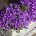 Campanula Addenda Ambella Intense Purple I Trækasse