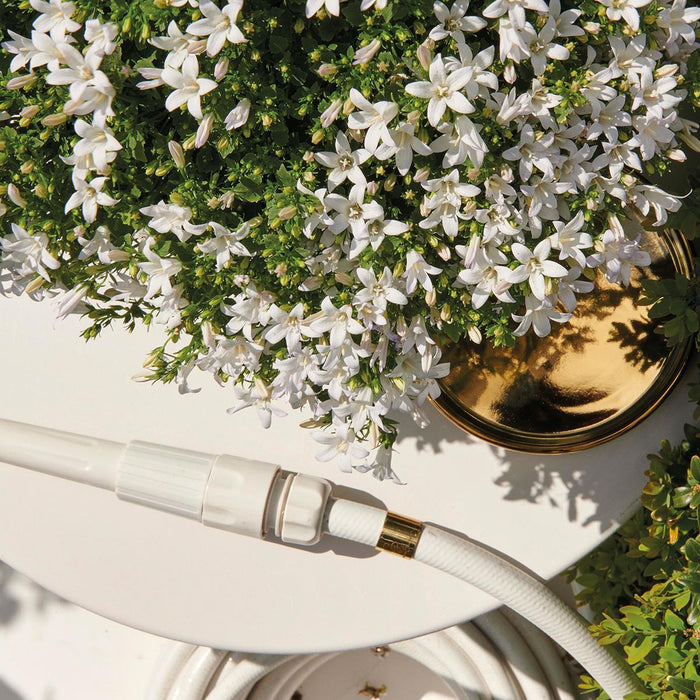 Campanula Addenda Ambella Hvid - 6 Stykker - Vinterhave