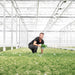 Campanula Addenda Ambella Hvid - 6 Stykker - Vinterhave