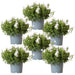 Campanula Addenda Ambella Hvid - 6 Stykker - Vinterhave