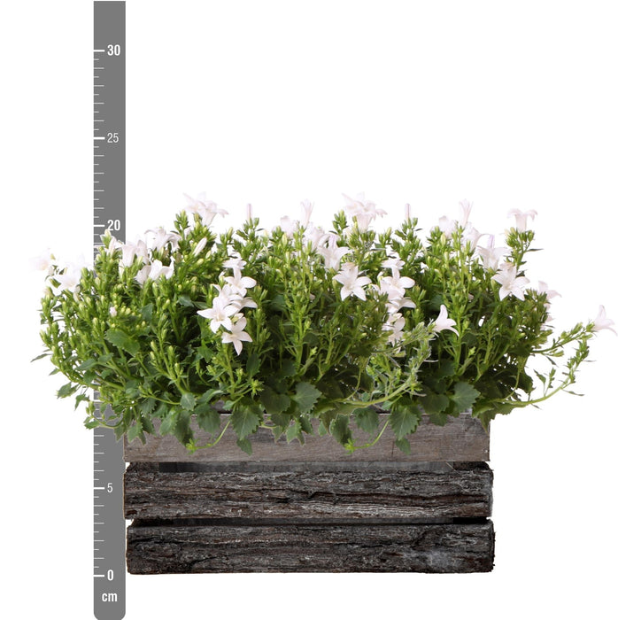 Campanula Addenda White Ambella – Trækasse Med 2 Planter