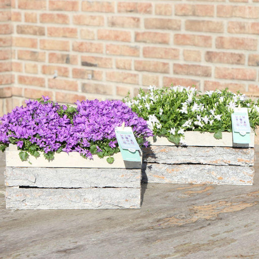 Campanula Addenda White Ambella – Trækasse Med 2 Planter