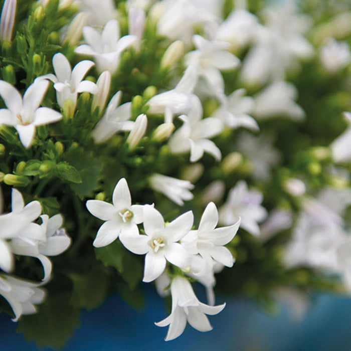 Campanula Addenda Hvid Ambella I Vævet Kurv Med Beholder