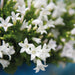 Campanula Addenda Hvid Ambella I Vævet Kurv Med Beholder