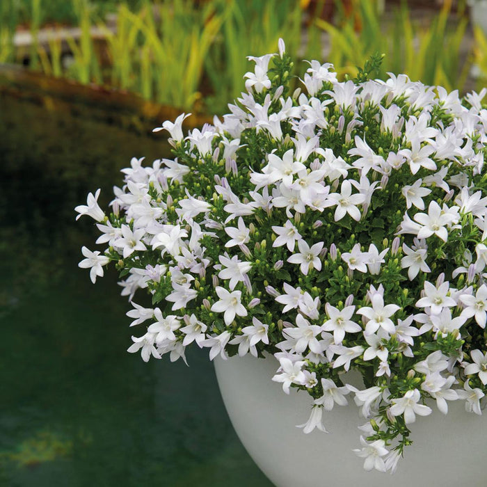 Campanula Addenda Hvid Ambella I Vævet Kurv Med Beholder