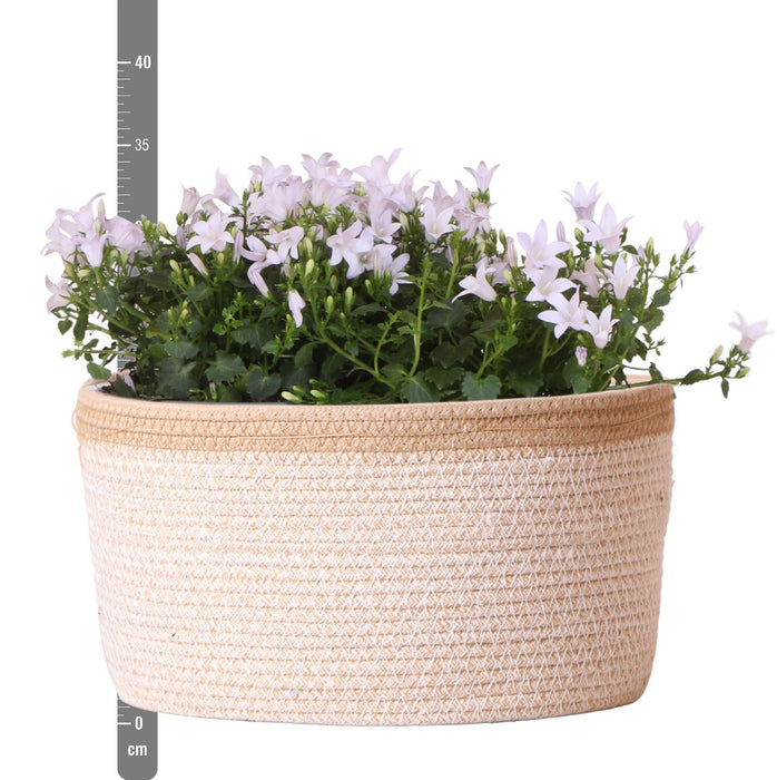 Campanula Addenda Hvid Ambella I Vævet Kurv Med Beholder