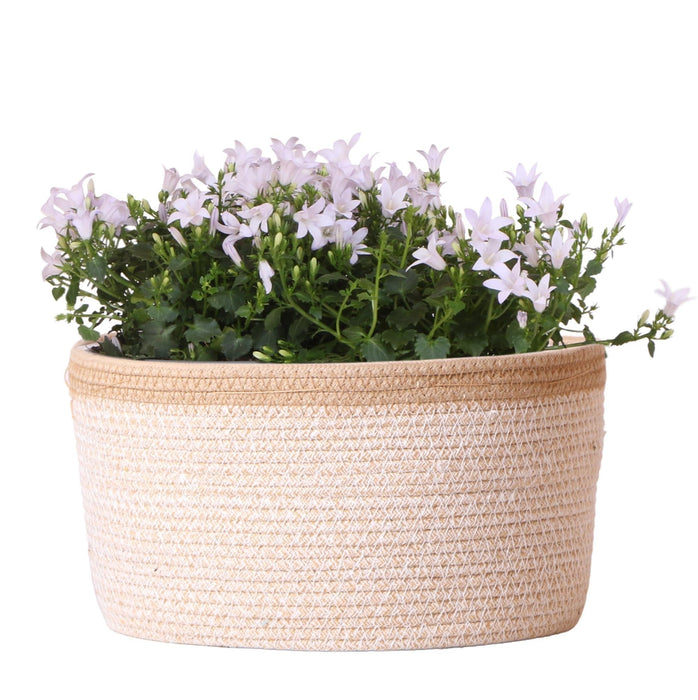 Campanula Addenda Hvid Ambella I Vævet Kurv Med Beholder
