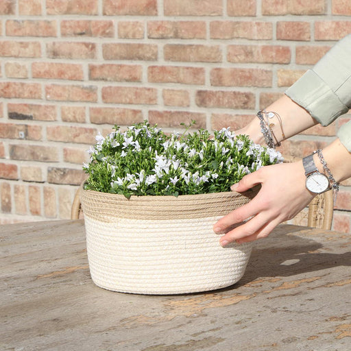 Campanula Addenda Hvid Ambella I Vævet Kurv Med Beholder