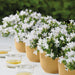 Campanula Addenda White - 12 Vinterhårdførende Planter