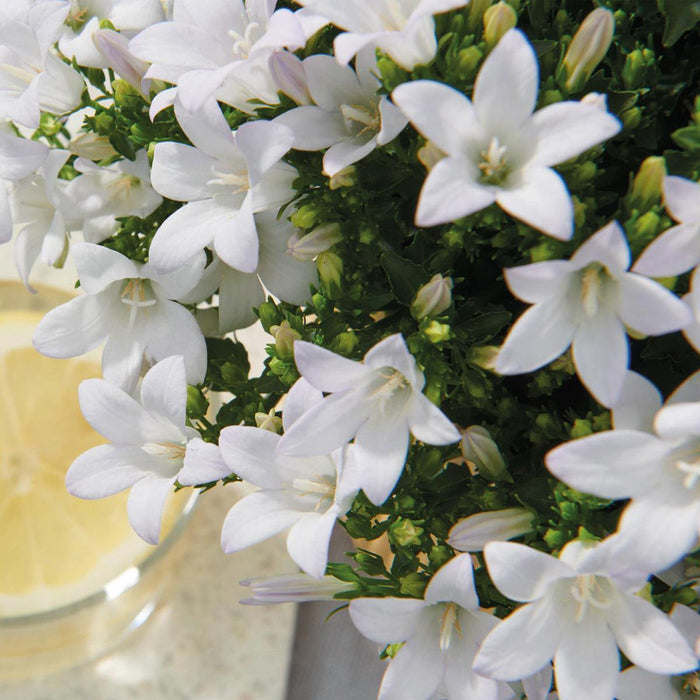 Campanula Addenda White - 12 Vinterhårdførende Planter