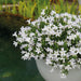 Campanula Addenda White - 12 Vinterhårdførende Planter