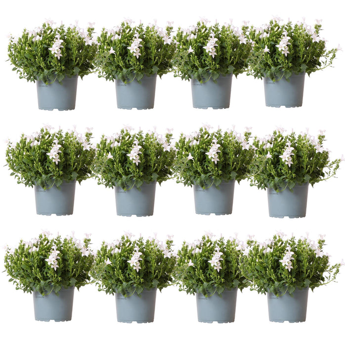 Campanula Addenda White - 12 Vinterhårdførende Planter