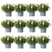 Campanula Addenda White - 12 Vinterhårdførende Planter